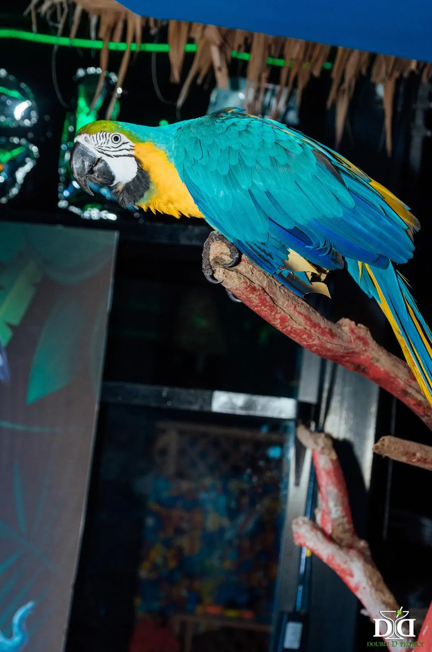 Jungle Party at Macaw — a jungle themed party in Phuket — photo 9