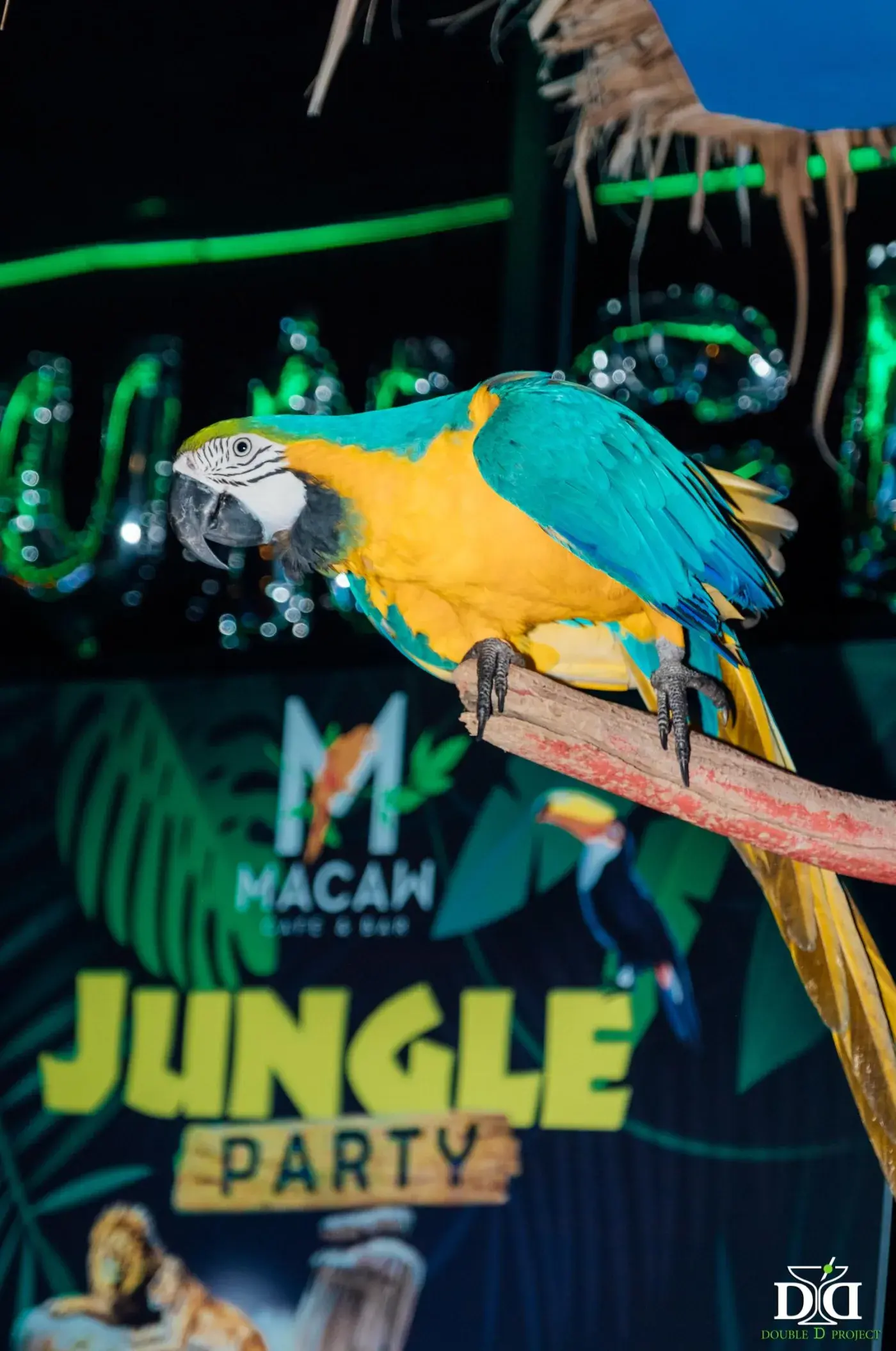 Jungle Party at Macaw — a jungle themed party in Phuket — photo 16